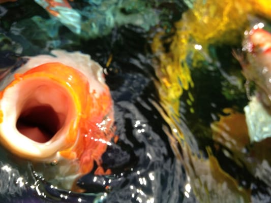 Museo de Arte de Puerto Rico by null