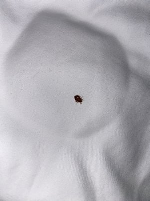 Arlo Chicago by null