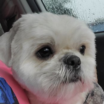 All Creatures Pet Grooming - Pet Groomers Near Me - Orlando, Florida