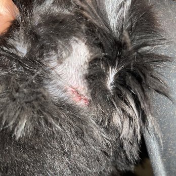 PetSmart - Cut from the salon - Pet Stores Near Me - Chula Vista, California