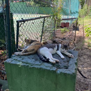 Save a Gato - Kitties - Animal Shelters Near Me - San Juan, Puerto Rico Save a Gato - Kitties - Animal Shelters Near Me - San Juan, Puerto Rico