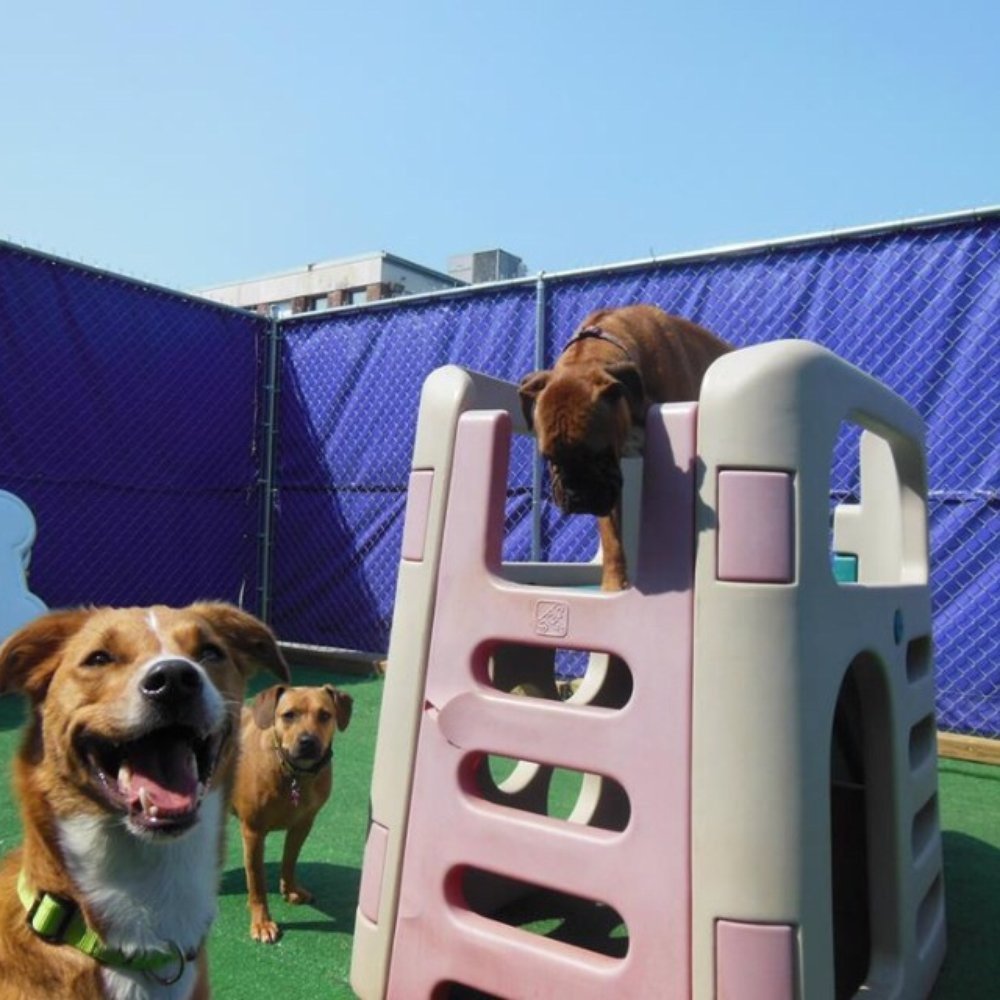 Central Bark Atlanta - Happy pup in outdoor playground - Pet Training Near Me - Atlanta, Georgia Central Bark Atlanta - Happy pup in outdoor playground - Pet Training Near Me - Atlanta, Georgia