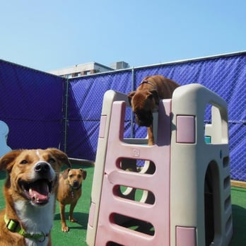 Central Bark Atlanta - Happy pup in outdoor playground - Pet Training Near Me - Atlanta, Georgia