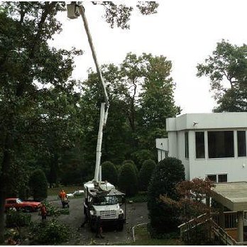 Immaculate Tree Service - Trimming the trees - Tree Services Near Me - Northport, New York Immaculate Tree Service - Trimming the trees - Tree Services Near Me - Northport, New York