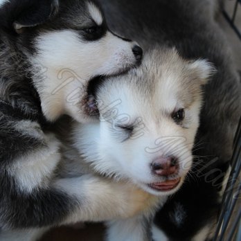 Sequoia Timber Malamutes - Silly puppy play - Pet Training Near Me - Visalia, California Sequoia Timber Malamutes - Silly puppy play - Pet Training Near Me - Visalia, California