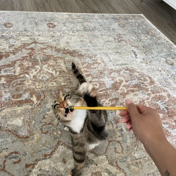 Second Hand Siamese 2 Rescue - Holly loving pencils... - Pet Adoption Near Me