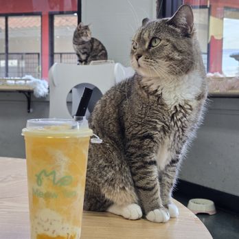 Meow Tea - MeowCo Mango With Meowww - Bubble Tea Near Me - West Covina, California