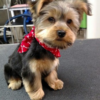 Super Groomer - Pet Groomers Near Me - Rochester, New Hampshire