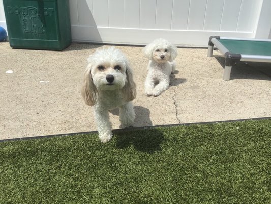 jackson's place dog daycare