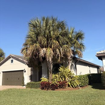 Florida Tree Removal - Before picture - Tree Services Near Me Florida Tree Removal - Before picture - Tree Services Near Me