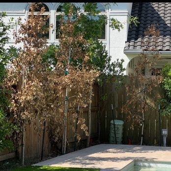 Verdant Tree Farm - Holly trees on a sprinkler schedule set by their technician. - Nurseries & Gardening Near Me - Houston, Texas