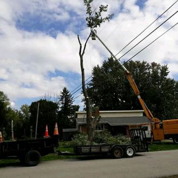 IndyArborist.com Tree Service - Tree removal - Tree Services Near Me IndyArborist.com Tree Service - Tree removal - Tree Services Near Me