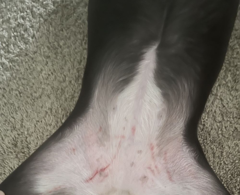 DOGTOPIA BATON ROUGE Updated August 2024 13 Reviews 7150