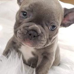 blue moon french bulldog