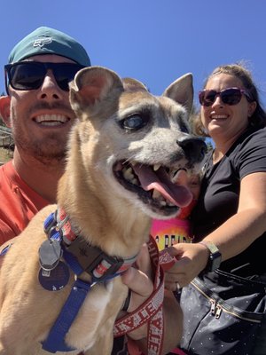 big bear animal hospital