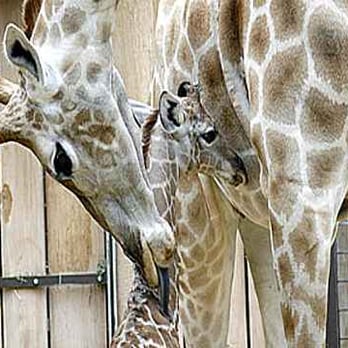 Zoo Dortmund - Zoos Near Me - Dortmund, NW Zoo Dortmund - Zoos Near Me - Dortmund, NW