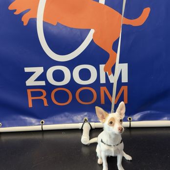 Zoom Room Dog Training - Our pup posing for a photo in the Zoom Room gym. - Pet Training Near Me - Belmont, California Zoom Room Dog Training - Our pup posing for a photo in the Zoom Room gym. - Pet Training Near Me - Belmont, California