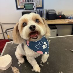 Doggie Do