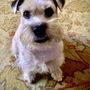Pet Cuts