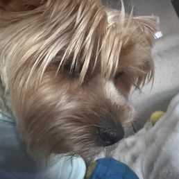 This was taken after his haircut. We asked for it to be trimmed short, teddy bear style. The hair is still in his eyes.