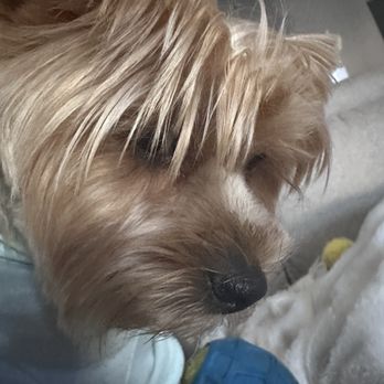 Doggy Daze - This was taken after his haircut. We asked for it to be trimmed short, teddy bear style. The hair is still in his eyes. - Pet Groomers Near Me - Phoenix, Arizona