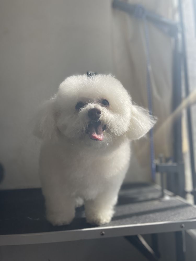 Nail Trims at Discount Pets