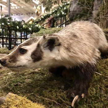 Bass Pro Shops - Think this is a badger - Sports Wear Near Me - Houston, Texas
