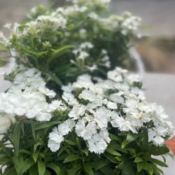 Leaf Landscape Supply - White Dianthus