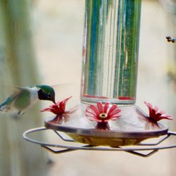 Santa Fe Tree House Camp - We share the land with a variety of hummingbird and other bird friends.