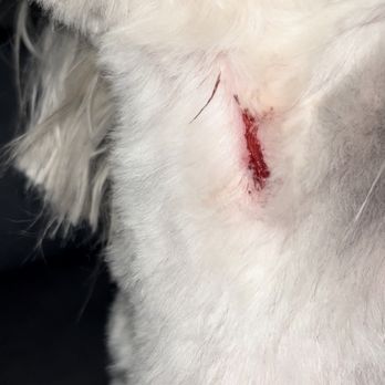 Untangled Mobile Pet Grooming - Pet Groomers Near Me Untangled Mobile Pet Grooming - Pet Groomers Near Me