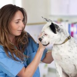 Hayward Animal Hospital - Canine Influenza FAQ