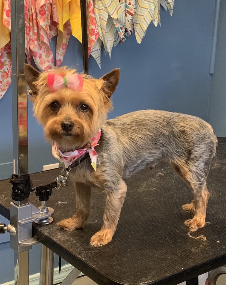 PHOEBE’S PALS PET SALON AND DAY SPA Updated July 2024 12 Photos