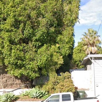 SS Hernandez - An after picture showing the tree trimming work. - Tree Services Near Me SS Hernandez - An after picture showing the tree trimming work. - Tree Services Near Me