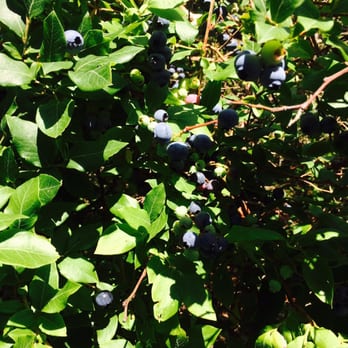 Charlotte Berry Farm - Yummy berries! - Food Near Me - Charlotte, Vermont