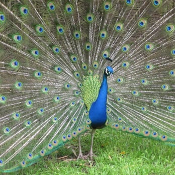 Green Pastures Events - Indian Blue Peacock - Venues & Event Spaces Near Me - Austin, Texas Green Pastures Events - Indian Blue Peacock - Venues & Event Spaces Near Me - Austin, Texas