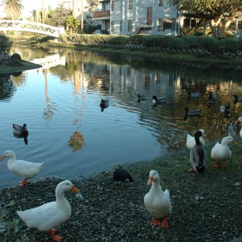 Venice Canals - Ducks love the canals - Landmarks & Historical Buildings Near Me - Venice, California