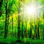 Photo of Diversified Trees