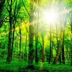 Diversified Trees
