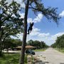 Neon Monkey Tree Services