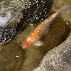 Ah-So Sushi & Steak - Fish in the pond inside the restaurant