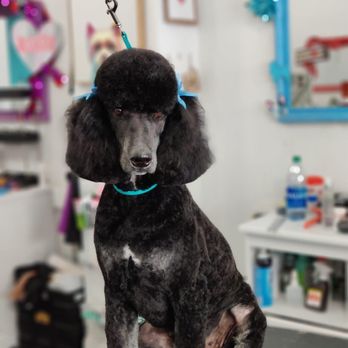 The Pawsitive Salon - Rory groomed by Edgar - Pet Groomers Near Me - Bakersfield, California