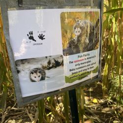 Beech Hill Farm Stand & Ice Cream Barn - One of the animal facts