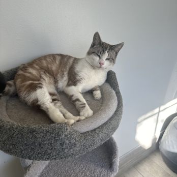 Downey Animal Care Center - My baby is getting big - Pet Adoption Near Me - Downey, California