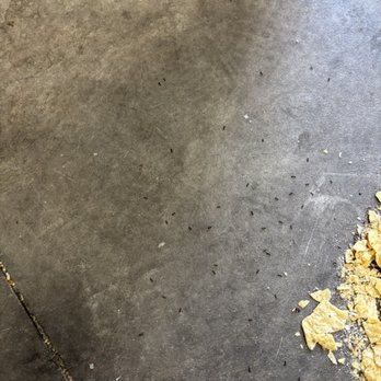 Subway - Ants due to food being on floor all day - Sandwiches Near Me - Grayling, Michigan Subway - Ants due to food being on floor all day - Sandwiches Near Me - Grayling, Michigan