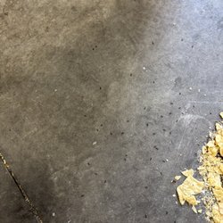 Ants due to food being on floor all day