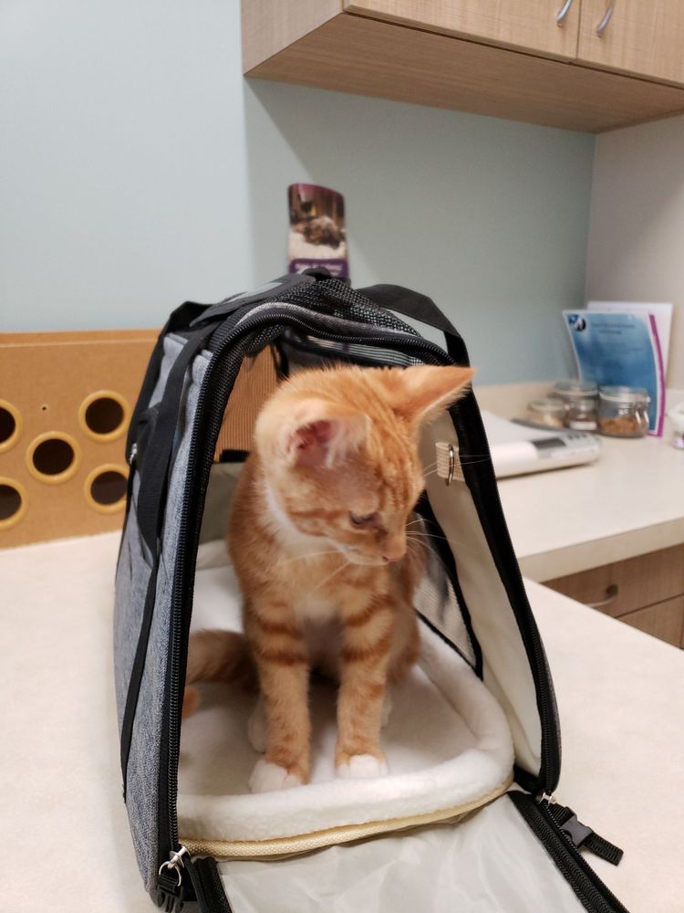 HAPPY TAILS ANIMAL HOSPITAL 29 Photos & 91 Reviews 617 Elmira Rd