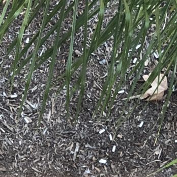 River Front Condominium Rentals - Smokers using the ground as an ash tray in front of my unit. - Apartments Near Me - San Diego, California River Front Condominium Rentals - Smokers using the ground as an ash tray in front of my unit. - Apartments Near Me - San Diego, California