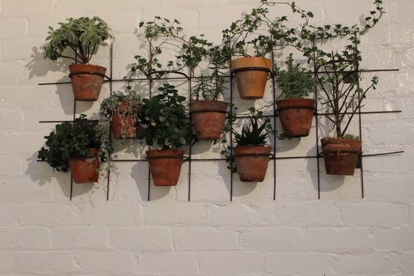 Dear Jervois by null