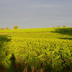 Domaine Poiron Dabin