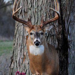Wall of Whitetails Taxidermy